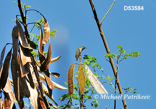 Vervain Hummingbird (Mellisuga minima)